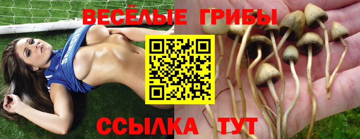 Кропоткин  Псилоцибиновые грибы Psilocybine cubensis  Вход с VPN 